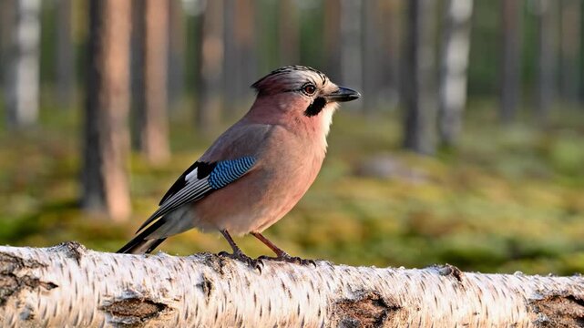 Jaybird perched on log in forest scenery.