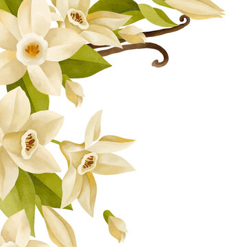 Hand-drawn watercolor blooming vanilla flowers and leaves and buds composition isolated on white background