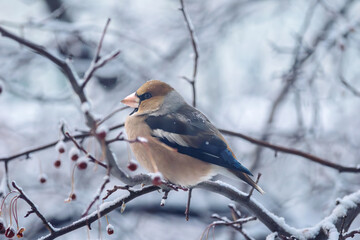 A hawfinch is perching on a branch of a crabapple tree in a winter garden.