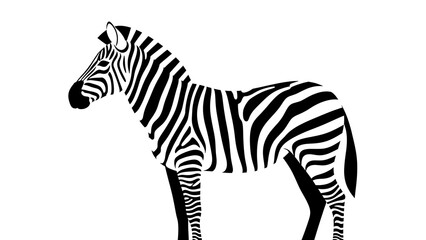 Fototapeta premium Black and white illustration of a standing zebra with detailed stripes.