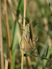Grasshopper (Chorthippus sp.) perching on a dry grass stalk