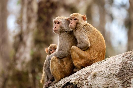 Precious Non Native Rhesus Macaques Monkeys at Silver River in Florida Posing on a Log 