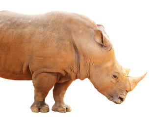 Obraz premium Image of a Large Rhinoceros