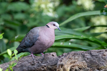 South African birds - red-eyed dove isolated on a log in a garden