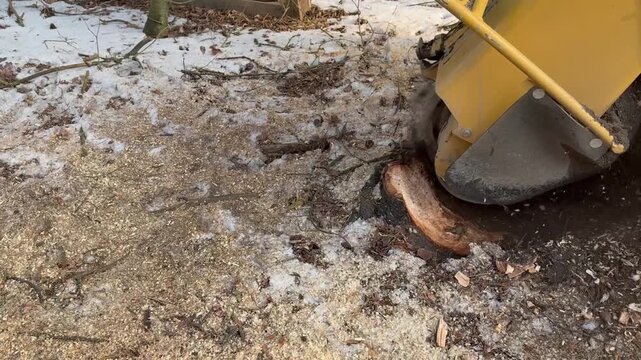 stump grinding after tree removal using heavy-duty grinder