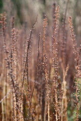 Dead flower heads in a winter garden