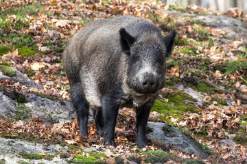 Pig, Wild Boar in Forest, Sus scrofa, wildlife animal nature