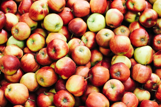 Fresh apples pile background. Red and green apples closeup. Natural fruit texture pattern. Harvest season produce view. Healthy food ingredients. Organic apples market background with full frame compo