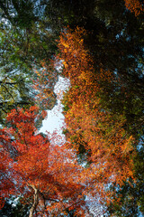 Fototapeta premium Maple trees changing color from green to yellow and orange in the same area.