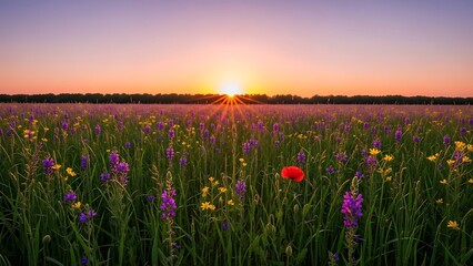 Obraz premium Field of purple and yellow wildflowers at sunset with a red poppy wildflower meadow purple flowers d