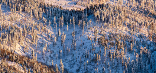 Deforested Winter Forest on Mountain Slope. Aerial view of a partially deforested mountain forest in winter, showing clear-cut areas among snow-covered trees and highlighting human impact on nature.
