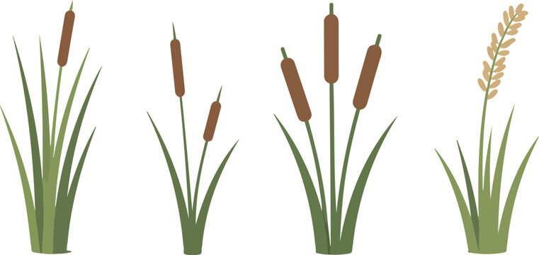 Swamp and Water Plants Vector Set &ndash; Reeds, Cattails, and Marsh Vegetation