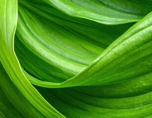 Close-Up of Fresh Green Leaves with Intricate Textures and Patterns