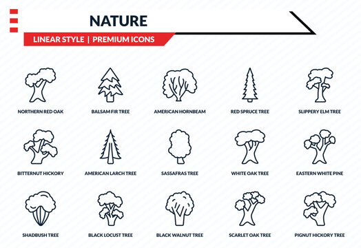 nature icons set - northern red oak tree, balsam fir tree, bitternut hickory tree, black walnut pignut hickory outline vector collection.