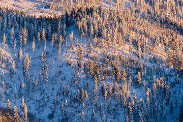 Deforested Winter Forest on Mountain Slope. Aerial view of a partially deforested mountain forest in winter, showing clear-cut areas among snow-covered trees and highlighting human impact on nature.
