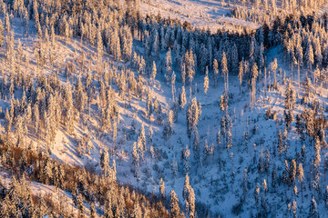 Deforested Winter Forest on Mountain Slope. Aerial view of a partially deforested mountain forest in winter, showing clear-cut areas among snow-covered trees and highlighting human impact on nature.
