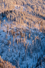 Deforested Winter Forest on Mountain Slope. Aerial view of a partially deforested mountain forest in winter, showing clear-cut areas among snow-covered trees and highlighting human impact on nature.
