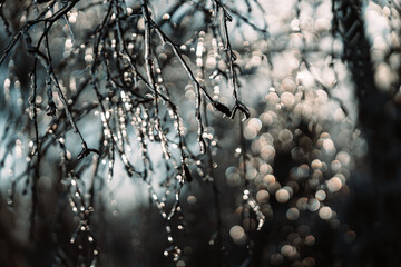 difficult weather conditions. ice, trees frozen in ice glaze