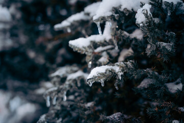difficult weather conditions. ice, trees frozen in ice glaze