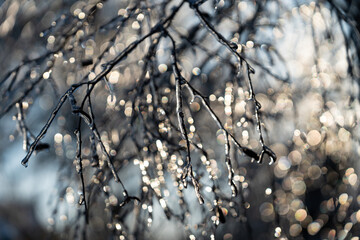 difficult weather conditions. ice, trees frozen in ice glaze