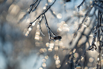 difficult weather conditions. ice, trees frozen in ice glaze