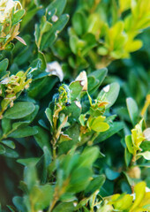 caterpillar on boxwood bush. Selective focus.