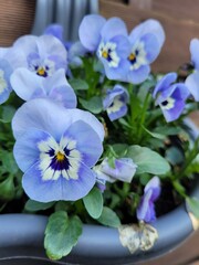 Obraz premium Stiefmütterchen, Blume, Frühling, Pflanze