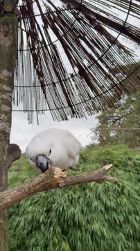 Calm picture of bird under shelter, Gentle view of cockatoo perched calmly beneath thatch umbrella amidst natural surroundings