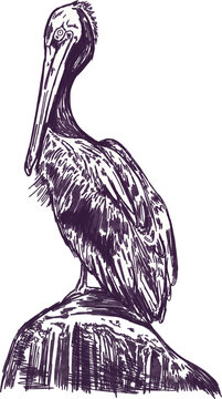 Vintage hand-drawn pelican illustration with isolated background
