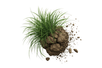 Green plant with soil and rocks isolated on a transparent background