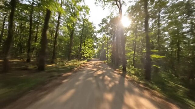 Dynamic flight through a verdant forest road, with sunlit trees blurring past from a low viewpoint.