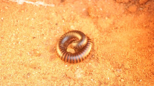 Giant African Millipede (Archispirostreptus gigas) uncoiling and leaving a fecal pellet, known as Shongololo or Bongololo