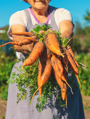Grandmother with a carrot harvest in the garden. Selective focus.