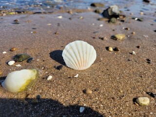 Fluss, Gew&auml;sser, Ufer, Muschel, Strand, Kies, Steine, Felsen