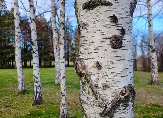 Birch trees in the park