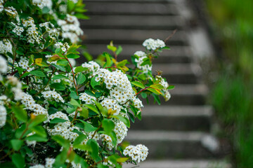 
White jasmine flowers in the city park.