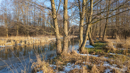 Fototapeta premium Winter and snow on the small Grabia River, Poland.