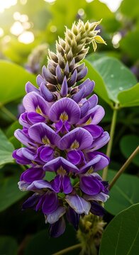 Close-up of Kudzu Flower Spike in Bloom.