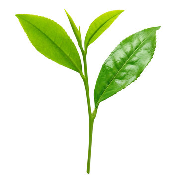 茶葉 お茶の葉 イラスト リアル 