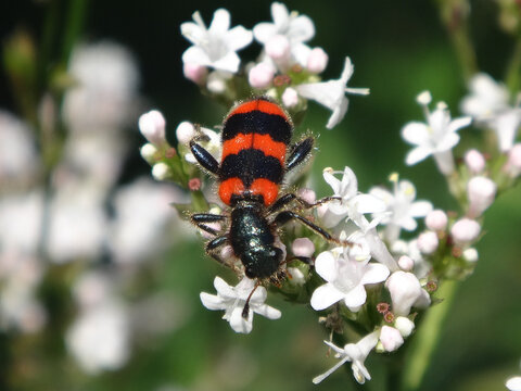 Bee-eating beetle (Trichodes apiarius) on valerain flowers