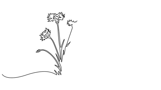 Animated self drawing of continuous line draw beauty fresh centaurea cyanus. Decorative cornflower concept for invitation card. Full length single line animation. centaurea cyanus for home decor wall.