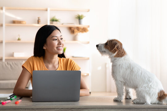 Cheerful young asian woman freelancer talking to her dog sitting on workdesk while working online from home, using laptop. Cute puppy helping mom with her job, living room interior