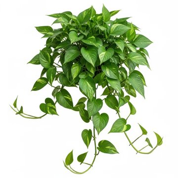 Lush green pothos plant