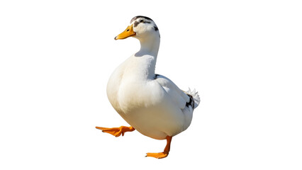 Obraz premium White domestic duck walking, farm animal with orange beak and webbed feet, side view of a mallard hybrid waterfowl, livestock poultry for agriculture isolated PNG with Transparent Background