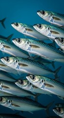 School of Mackerel Swimming Together in the Deep Blue Sea.