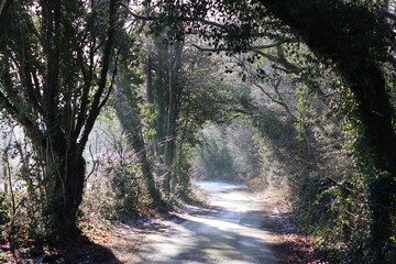 Obraz premium Dappled sunlight along a countryside lane in winter