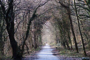 Tree lined countryside path in winter