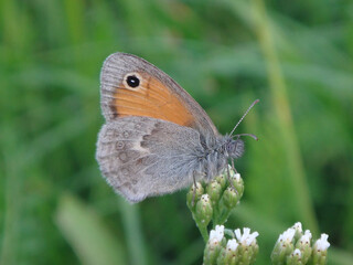Small heath butterfly (Coenonympha pamphilus) resting on a flower bud