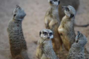 Fototapeta premium curious meerkats