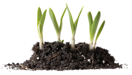 Bright green grass is growing from dark soil, isolated on a white background. This shows new life emerging in spring as part of nature's cycle of growth and renewal